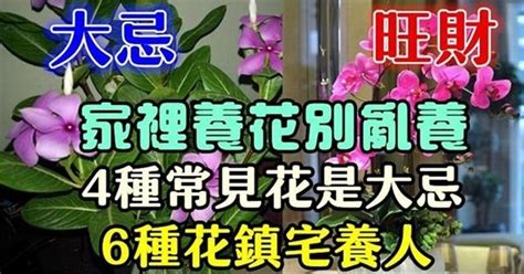 家裡種花風水